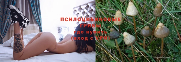 стаф Бородино